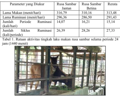 Gambar  1.  Rusa  sambar  (Cervus  unicolor)  betina  dan  jantan  saat  makan  (sumber: Dokumen pribadi, 2012) 