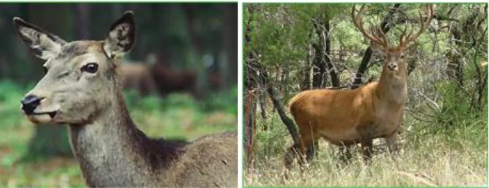 Gambar  1  indukan  red  deer  (Cervus  elaphus)  (kanan);  red  deer  jantan  (kiri)  (Anonim, 2013)