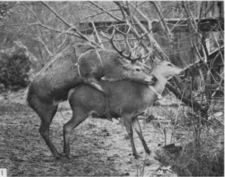 Gambar  3  Red  deer  betina  diam  saat  dinaiki  pejantan  (kopulasi)  (Guiness  dkk.,  1971)