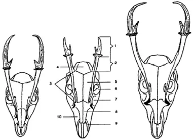 Gambar 4  Morfologi tulang kepala muncak jantan (Muntiacus sp).  Muntiacus reevesi  (kiri),  Muntiacus feae (tengah) dan Muntiacus muntjak (kanan)