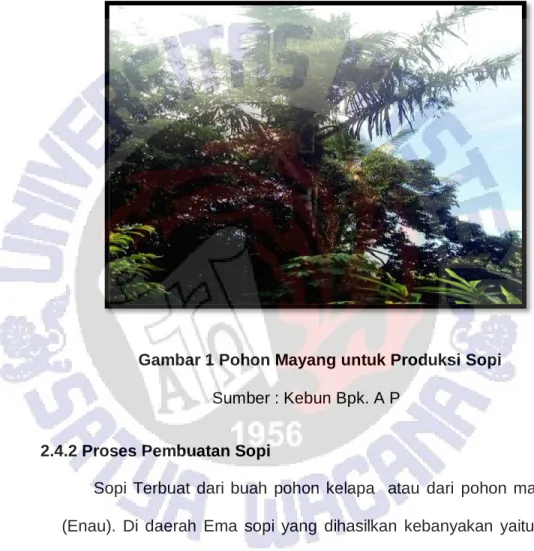 Gambar 1 Pohon Mayang untuk Produksi Sopi  Sumber : Kebun Bpk. A P 