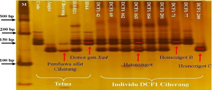 Gambar 1  Elektroforegram hasil validasi gen Xa4 dengan primer MP1+MP2; (M)  marker 100 bp  DNA  ladder,  (Code)  kontrol  positif  gen  Xa7, (Angke)  kontrol  positif  gen xa5,  (Ciherang)  tetua  betina pembawa sifat  Ciherang, (IRBB21)  kontrol  positif  gen Xa21,  (IR64)  kontrol positif gen Xa4, (B) mengikuti pola pita tetu IR64, (C) mengikuti pola pita Ciherang 