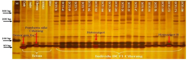 Gambar 2  Elektroforegram  hasil  validasi  gen  xa5  dengan  primer RM611;       (M) marker 100 bp DNA  ladder, (Code)  kontrol  positif gen Xa7,       (Angke) kontrol positif gen xa5, (Ciherang) tetua betina pembawa       sifat Ciherang, (IRBB21) kontrol positif gen Xa21, (IR64) kontrol       positif gen Xa4, (B) mengikuti pola pita Ciherang 