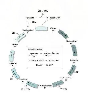 Gambar 1. Diagram urutan sistem penggunaan energi Sumber : Mihardja L. Sistem energi dan zat gizi yang diperlukan pada olahraga aerobik dan anaerobik