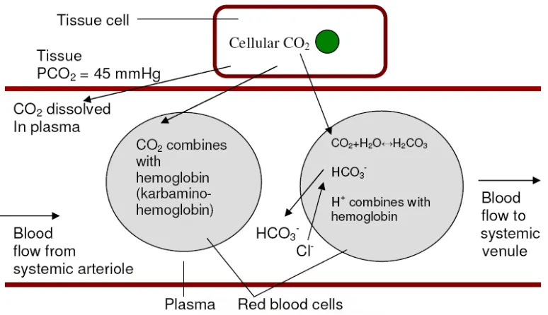 Gambar 4. Transpor CO2 di dalam darah Sumber : Powers SK, Howley ET. Exercise physiology; 1996.h.177-99
