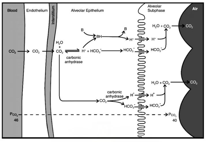 Gambar 5. Mekanisme channel H+ pada proses pengeluaran CO2 Sumber : DeCoursey TE. Hypothesis : do voltage-gated H+ channels in alveolar epithelial cells contribute to CO2 elimination by the lung?