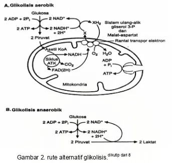 Gambar 2. rute alternatif glikolisis.dikutip dari 8 