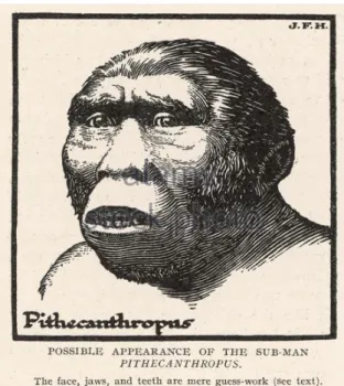 Gambar 7. Ilustrasi manusia jenis Pithecanthropus 