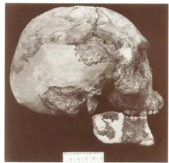 Gambar 8. Tengkorak Homo wajakensis 