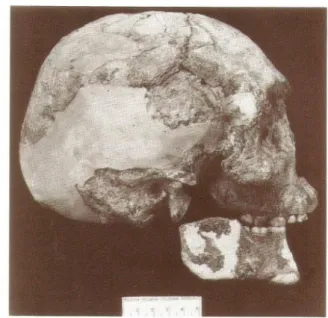 Gambar 8. Tengkorak Homo wajakensis 