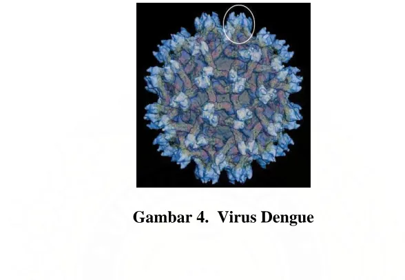 Gambar 4.  Virus Dengue 