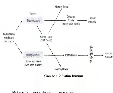 Gambar  9 Sistim Immun 