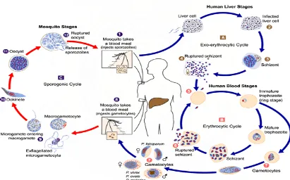 Gambar 4. Skema siklus hidup Plasmodium                                 the Life Cycle Malaria)(Nugroho,2000 Schema of       