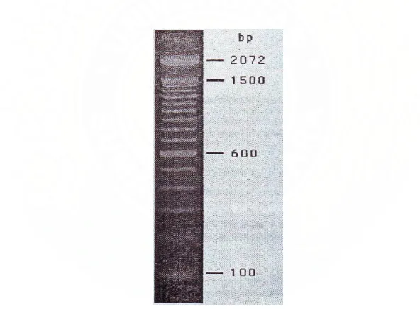 Gambar 1. Pita pada Marker 100 bp Ladder 