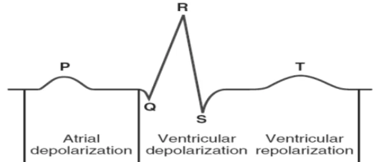 Gambar 2.1. Gambaran elektrokardiogram normal (Jones, 2005) 