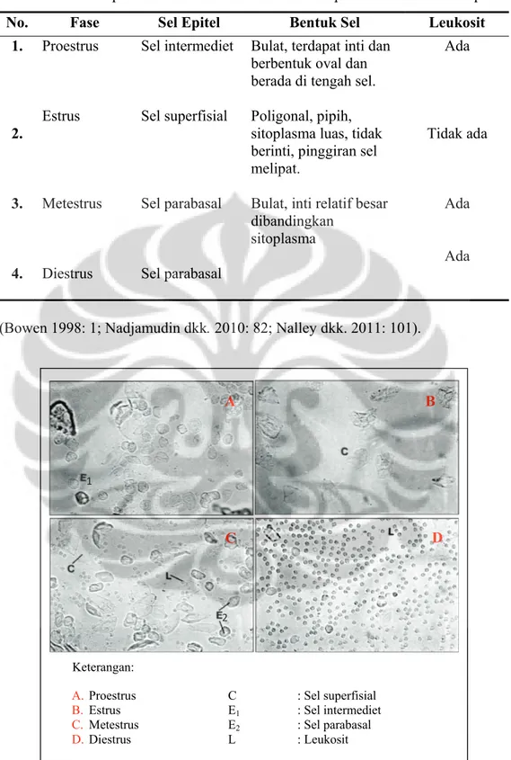 Gambar 2.4 Vaginal smear           [Sumber: Marcondes dkk. 2002: 613]. A B C D A. Proestrus B