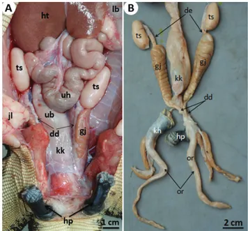Gambar 2  Situs viscerum organ reproduksi jantan  biawak air asia.  A. di dalam rongga  tubuh