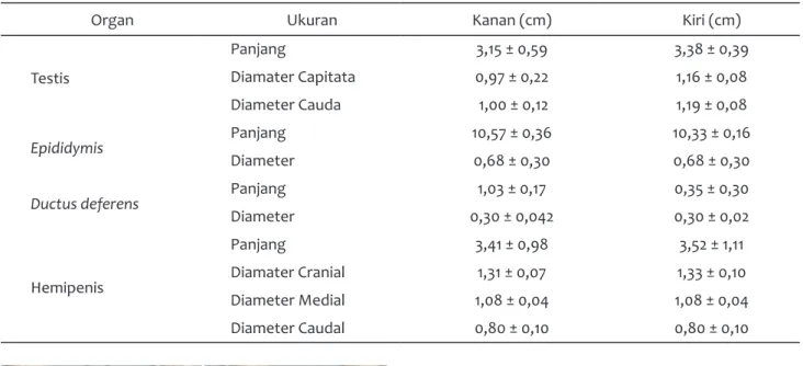 Tabel 1 Ukuran masing-masing organ reproduksi jantan biawak air asiaTestis kanan dan kiri masing-masing 