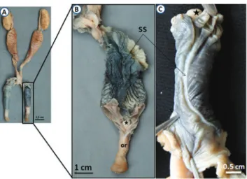 Gambar 4  Makrofotografi  hemipenis biawak air  asia. ss: sulcus spermaticus, or: otot  re-traktor, di tengah bagian distal truncus  terdapat organ seperti lidah  (*).