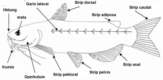Gambar 2. Anatomi umum ikan jenis catfish (Department of Fisherian and  Allied Aquaculture 2006) 