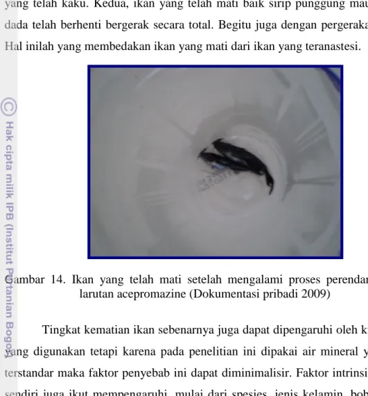 Gambar  14.  Ikan  yang  telah  mati  setelah  mengalami  proses  perendaman  pada  larutan acepromazine (Dokumentasi pribadi 2009) 
