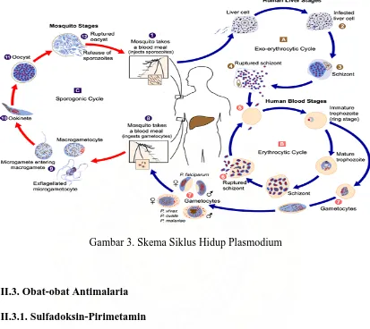 Gambar 3. Skema Siklus Hidup Plasmodium  