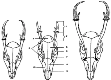 Gambar 4  Morfologi tulang kepala muncak jantan (Muntiacus sp).  Muntiacus reevesi  (kiri),  Muntiacus feae (tengah) dan Muntiacus muntjak (kanan)