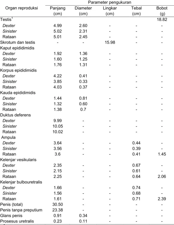 Tabel 2 Morfometri organ reproduksi muncak jantan pada periode ranggah keras  setelah difiksasi dengan larutan paraformaldehid 4% 