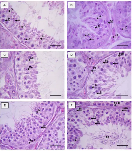 Gambar 15 Tipe sel epitel germinal tubuli seminiferi testis muncak (A-F). Spermatogonia  A (SgA); dan spermatogonia B (SgB); spermatosit primer : preleptotene (Pl); 
