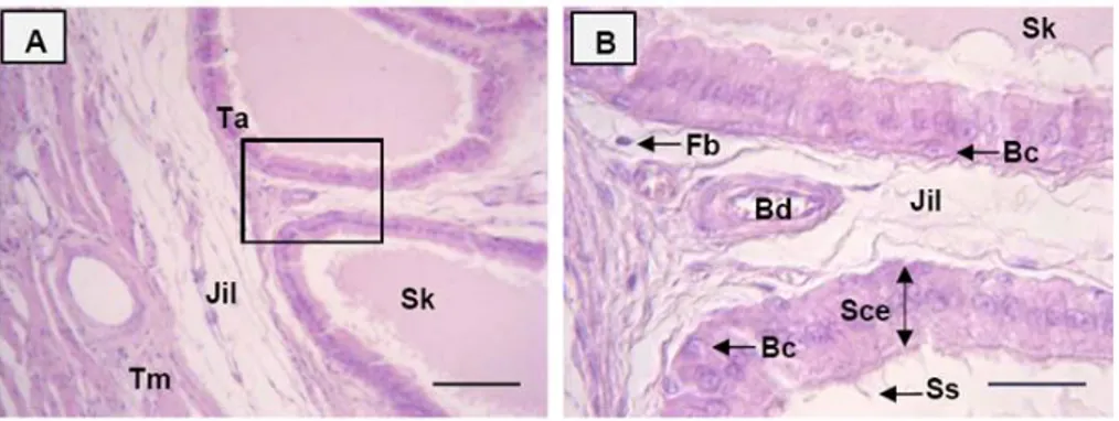 Gambar 20 Struktur histologi ampula muncak. A. kelenjar sekretori ampula bertipe  tubuloalveolar (Ta), dilindungi oleh tunika muskularis (Tm), dan jaringan ikat  longgar di antara kelenjar