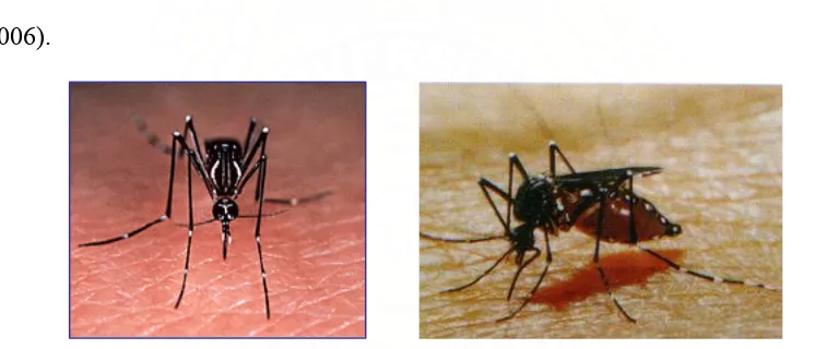 Gambar 1. Aedes Aegypti betina (Gaiani, 2007; Hadi 2006) 
