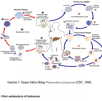 Gambar 4. Skema Siklus Hidup Plasmodium falciparum (CDC, 2006). 