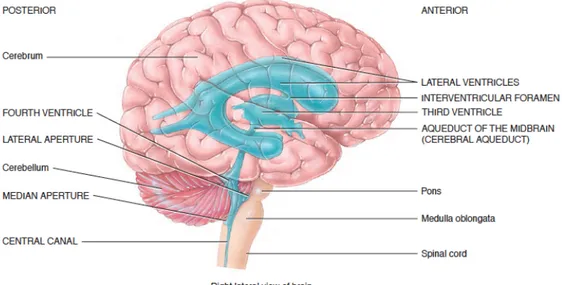 Gambar  2.1.  Lokasi  ventrikel  dengan  gambaran  otak  yang  transparan.  Setiap  foramen  interventrikular  pada  masing  -  masing  sisi  menghubungkan  ventrikel  lateral  dengan ventrikel ketiga dan aqueduct pada otak tengah menghubungkan ventrikel k