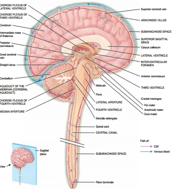 Gambar 2.2. Sirkulasi cairan serebrospinal dan pembuluh darah vena. (Dikutip dari  :  Tortora,  G.J