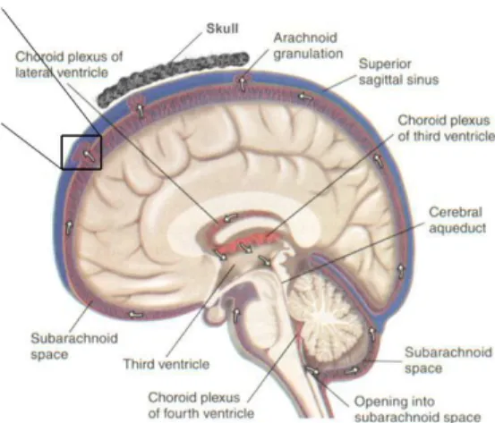 Gambar 1. Anatomi aliran cerebrospinal fuild 