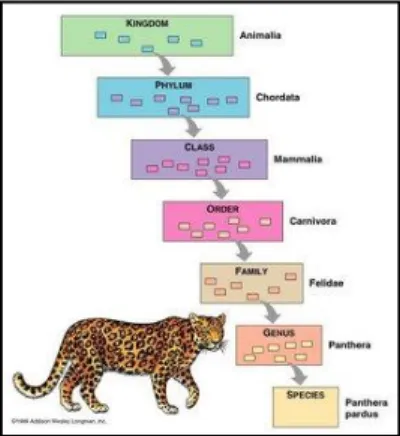 Gambar 1. Tingkatan takson pada macan tutul   (Panthera pardus) 