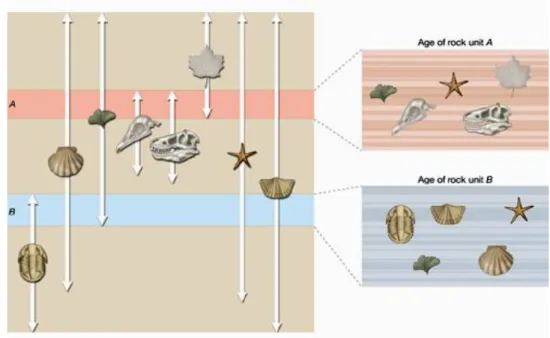 Gambar 9-4  Gambar kiri memperlihatkan sebaran berbagai jenis fosil dengan interval  waktu yang bersifat diskrit dan gambar kanan adalah kumpulan fosil yang  terdapat dalam lapisan A dan lapisan  B
