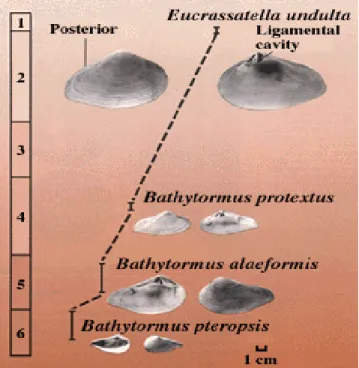 Gambar  9-7  Perkembangan  fosil  yang  memerlihatkan  hubungan  fosil  asal  dengan  fosil  turunannya   (ancestor-descendant)  pada  tingkat  spesies