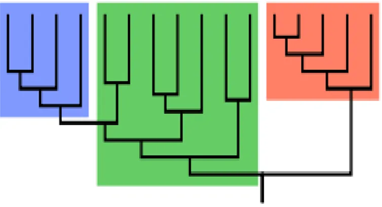 Gambar 9-1    Cladogram (pohon keluarga/family tree) dari suatu kelompok organisme. Kotak  warna  merah  dan  biru  mewakili  “clade”  (Cabangnya  lengkap)