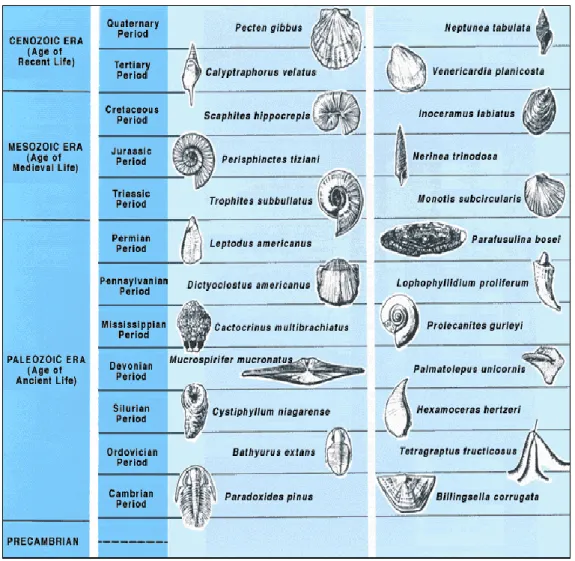 Gambar  9-2      Contoh  Fosil  Indek  yang  dipakai  sebagai kunci pada  skala  waktu  geologi  relatif,  bentuk bentuk kehidupan yang hadir selama periode waktu geologi yang terbatas  yang  dipakai  sebagai  pedoman  dalam  penentuan  umur  batuan  diman