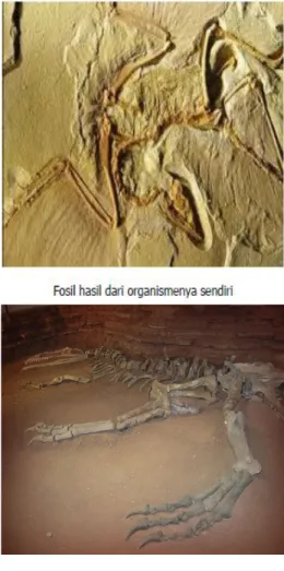 Gambar 9-3  Tipe dan jenis fosil 
