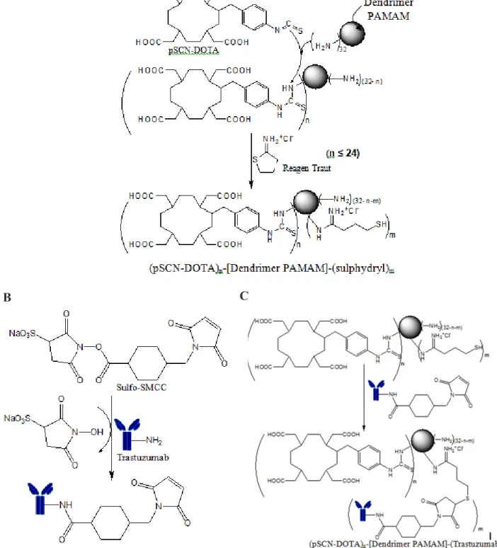 Gambar 1. Skema reaksi sintesis: A. Pembentukkan (pSCN-DOTA) n -[Dendrimer PAMAM G3.0]-(sulfhydryl) m ;   B