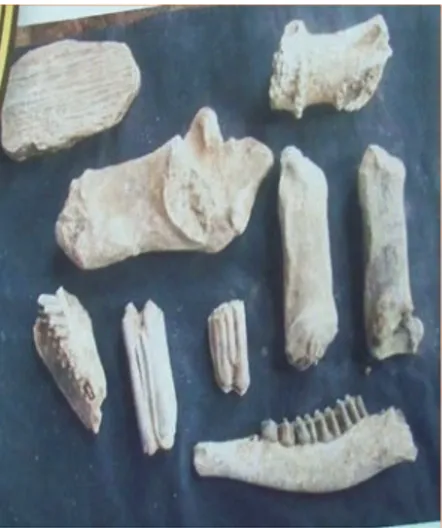 Gambar 1.9 Fosil-fosil temuan di  Kedungbrubus