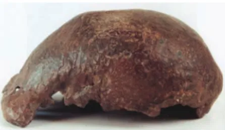 Gambar 1.11 Tengkorak  Pithecanthropus erectus yang  ditemukan di Trinil