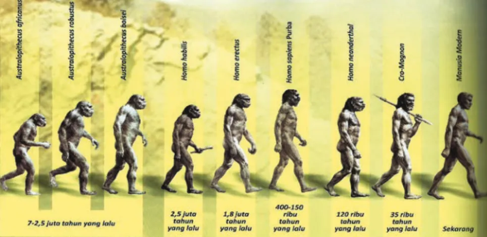Gambar 1.12 Evolusi manusia