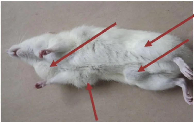 Gambar 5. Morfologi tikus kanker berumur 4 minggu pasca induksi DMBA 25 mg/BB    (Tanda panah menunjukkan benjolan kanker).