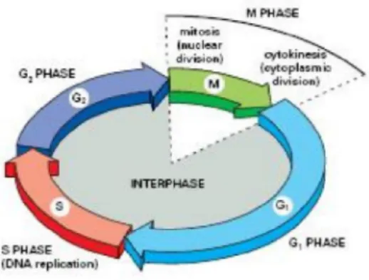 Gambar 1.     Siklus  perkembangan sel,  proses  cek  poin  berlangsung  selama    fase  G1 dan G2