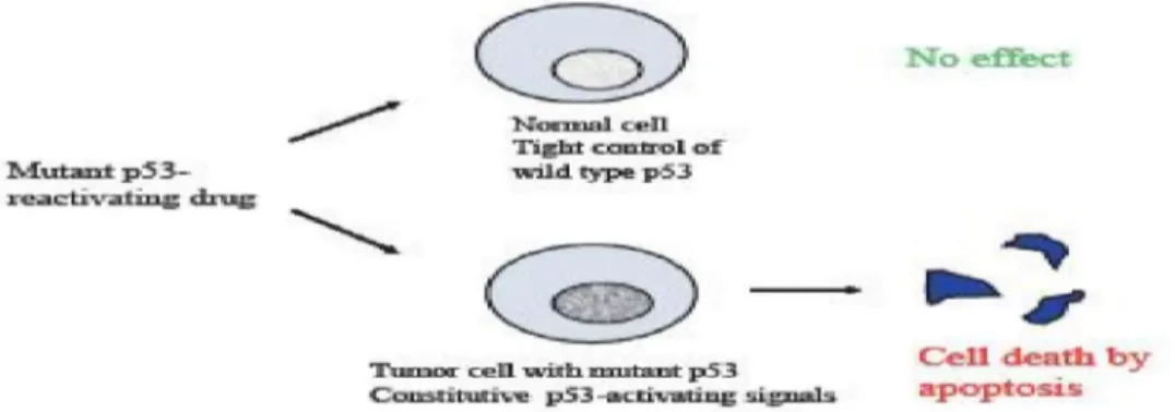 Gambar  4.    Mekanisme  reaktivasi  p53  dengan  kemoterapi,  mutan  p53  yang  direaktivasi  diharapkan  dapat  menginduksi  terjadinya  kematian  sel  dengan jalur apoptosis (Bykov et al., 2007)