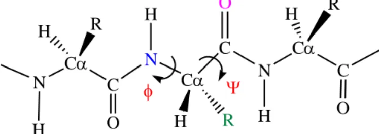Gambar 7. Sudut dihedral phi (φ) dan psi (ψ) pada backbone protein sekunder 