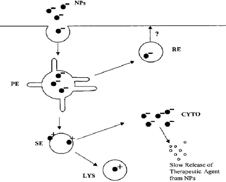 Gambar 2. Mekanisme lepas cepat PLGA (Panyam et al., 2002)  Poloxamer 